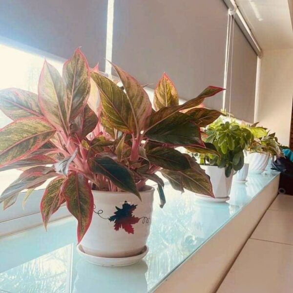 Rèm cuốn văn phòng AP Alpha Blinds công ty An Phú